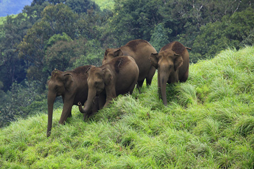 taxi to idukki